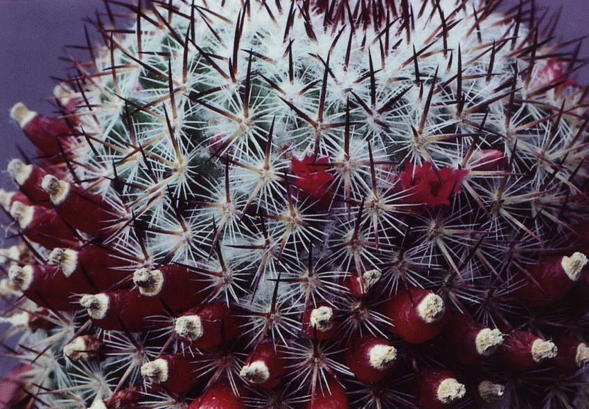 Нажмите на изображение для увеличения.

Название:	Mammillaria_columbiana_s_yucatanensis_1.jpg
Просмотров:	236
Размер:	292.5 Кб
ID:	470042