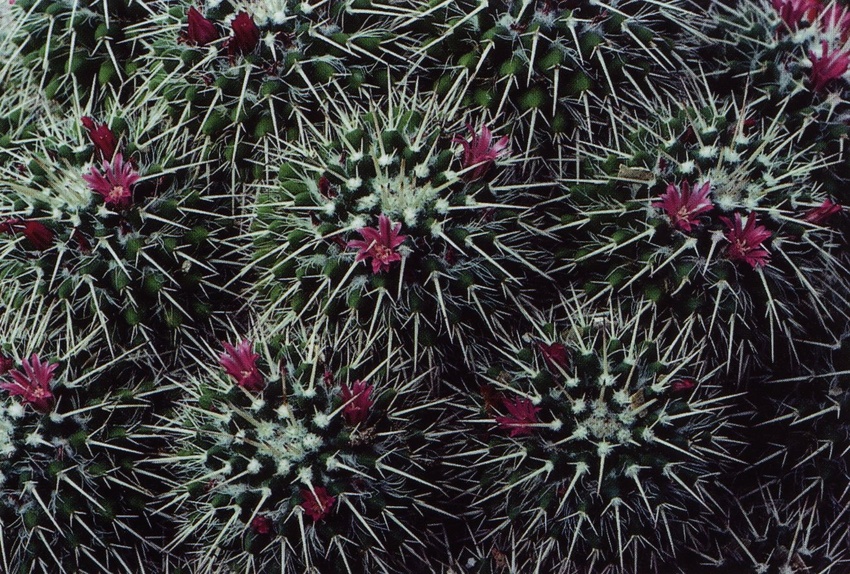 Нажмите на изображение для увеличения.

Название:	Mammillaria_compressa.jpg
Просмотров:	253
Размер:	319.5 Кб
ID:	470044