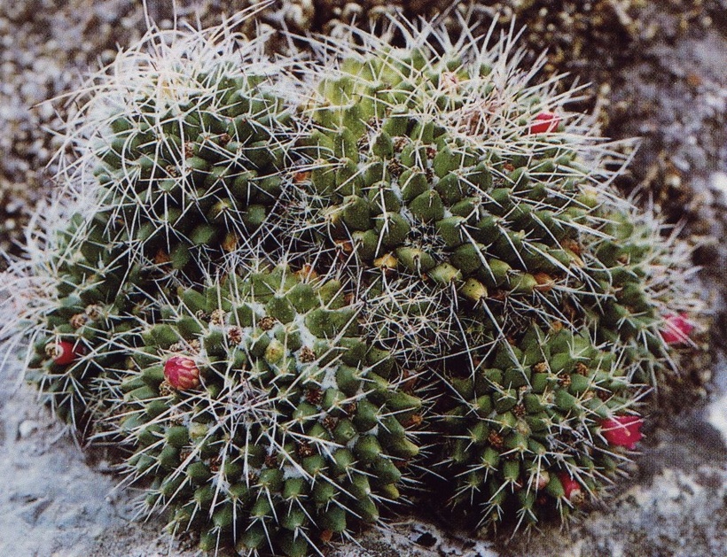 Нажмите на изображение для увеличения.

Название:	Mammillaria_compressa_1.jpg
Просмотров:	294
Размер:	336.6 Кб
ID:	470047