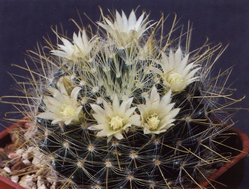 Нажмите на изображение для увеличения.

Название:	Mammillaria_crinita_s_crinita.jpg
Просмотров:	3655
Размер:	317.7 Кб
ID:	470052