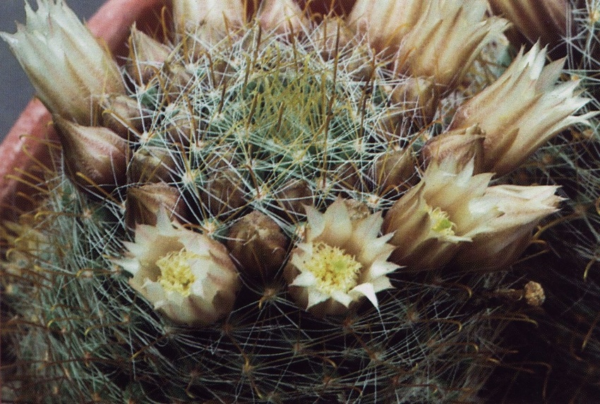 Нажмите на изображение для увеличения.

Название:	Mammillaria_crinita_s_wildii.jpg
Просмотров:	294
Размер:	259.1 Кб
ID:	470055