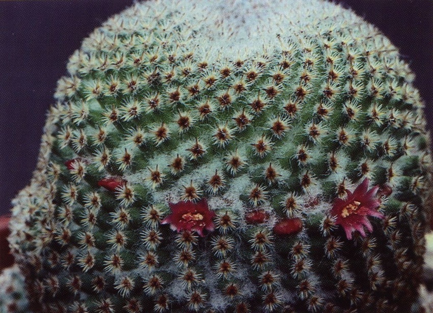 Нажмите на изображение для увеличения.

Название:	Mammillaria_crucigera_s_crucigera.jpg
Просмотров:	279
Размер:	315.5 Кб
ID:	470058