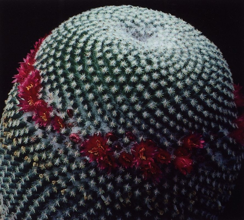 Нажмите на изображение для увеличения.

Название:	Mammillaria_crucigera_s_tlalocii.jpg
Просмотров:	264
Размер:	339.4 Кб
ID:	470061