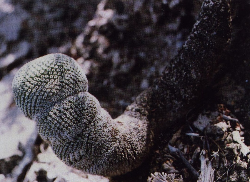 Нажмите на изображение для увеличения.

Название:	Mammillaria_crucigera_s_tlalocii_1.jpg
Просмотров:	270
Размер:	242.6 Кб
ID:	470062