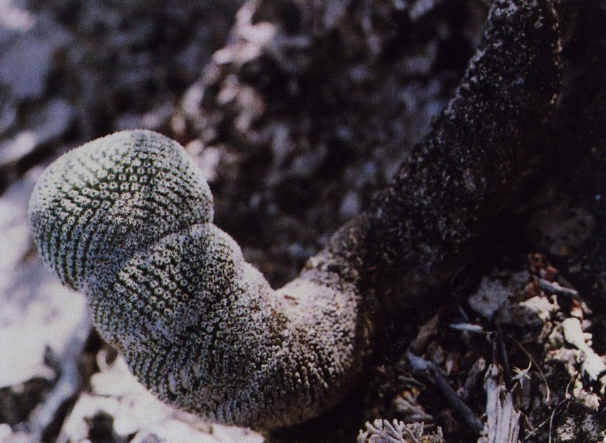 Нажмите на изображение для увеличения.

Название:	Mammillaria_crucigera_s_tlalocii_1.jpg
Просмотров:	207
Размер:	242.6 Кб
ID:	470062