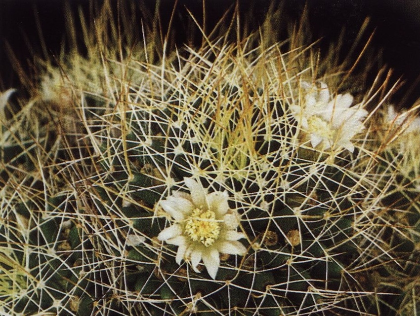 Нажмите на изображение для увеличения.

Название:	Mammillaria_decipiens_s_albescens.jpg
Просмотров:	156
Размер:	320.3 Кб
ID:	470152