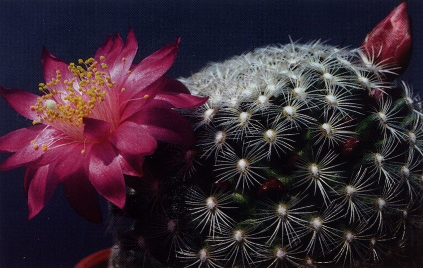 Нажмите на изображение для увеличения.

Название:	Mammillaria_deherdtiana_s_deherdtiana_1.jpg
Просмотров:	239
Размер:	210.3 Кб
ID:	470159