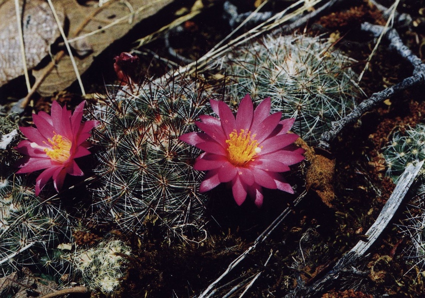 Нажмите на изображение для увеличения.

Название:	Mammillaria_deherdtiana_s_dodsonii.jpg
Просмотров:	213
Размер:	284.6 Кб
ID:	470160