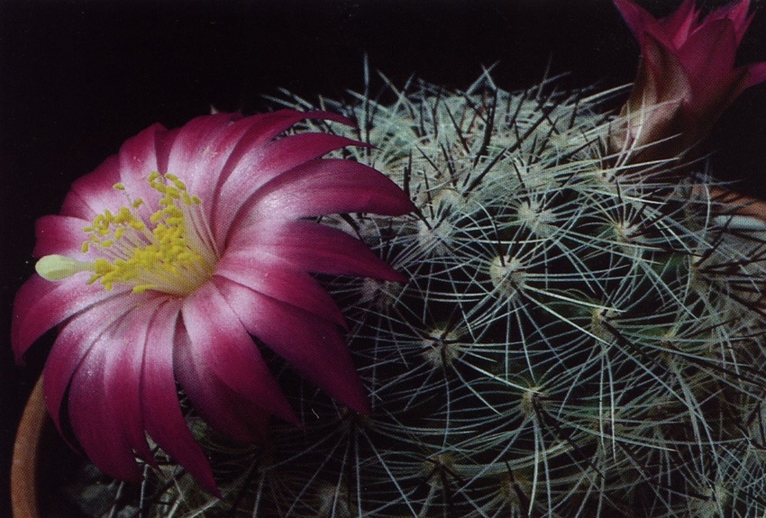 Нажмите на изображение для увеличения.

Название:	Mammillaria_deherdtiana_s_dodsonii_1.jpg
Просмотров:	216
Размер:	215.7 Кб
ID:	470162
