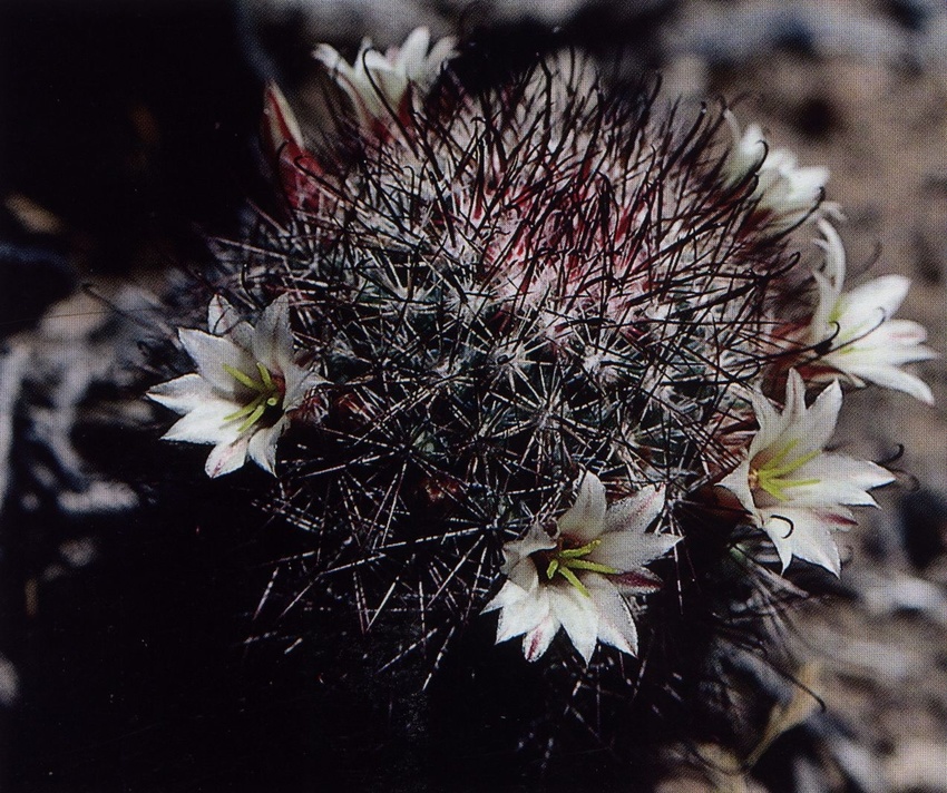 Нажмите на изображение для увеличения.

Название:	Mammillaria_dioica.jpg
Просмотров:	311
Размер:	281.4 Кб
ID:	470174