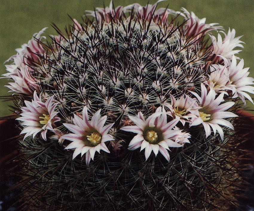 Нажмите на изображение для увеличения.

Название:	Mammillaria_discolor.jpg
Просмотров:	313
Размер:	329.0 Кб
ID:	470178