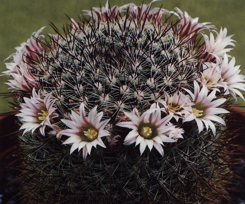 Нажмите на изображение для увеличения.

Название:	Mammillaria_discolor.jpg
Просмотров:	244
Размер:	329.0 Кб
ID:	470178