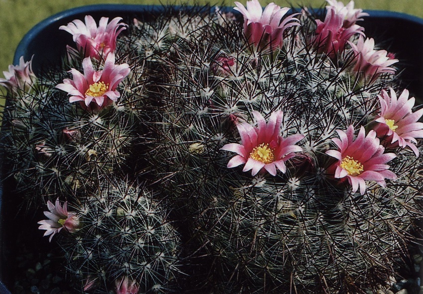 Нажмите на изображение для увеличения.

Название:	Mammillaria_discolor_1.jpg
Просмотров:	236
Размер:	305.2 Кб
ID:	470179