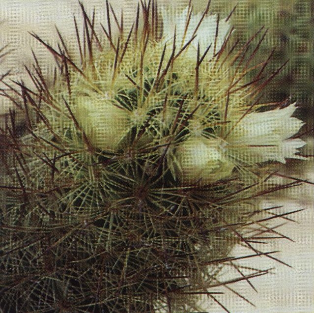 Нажмите на изображение для увеличения.  Название:	Mammillaria_elongata_s_echinaria.jpg Просмотров:	4 Размер:	272.8 Кб ID:	470192