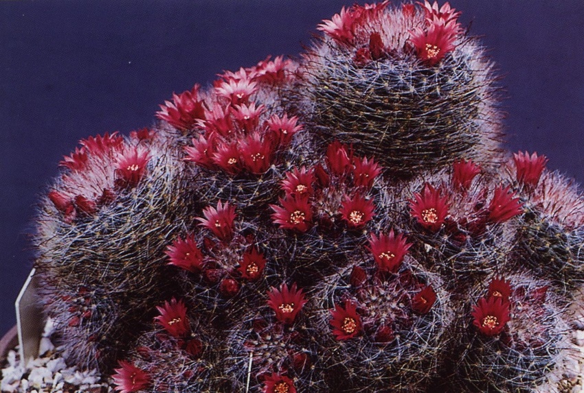 Нажмите на изображение для увеличения.  Название:	Mammillaria_erythrosperma_1.jpg Просмотров:	4 Размер:	274.0 Кб ID:	470197