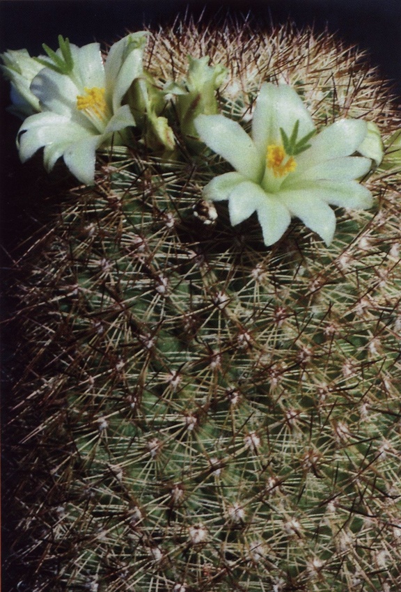 Нажмите на изображение для увеличения.

Название:	Mammillaria_estebanensis.jpg
Просмотров:	6503
Размер:	250.4 Кб
ID:	470205