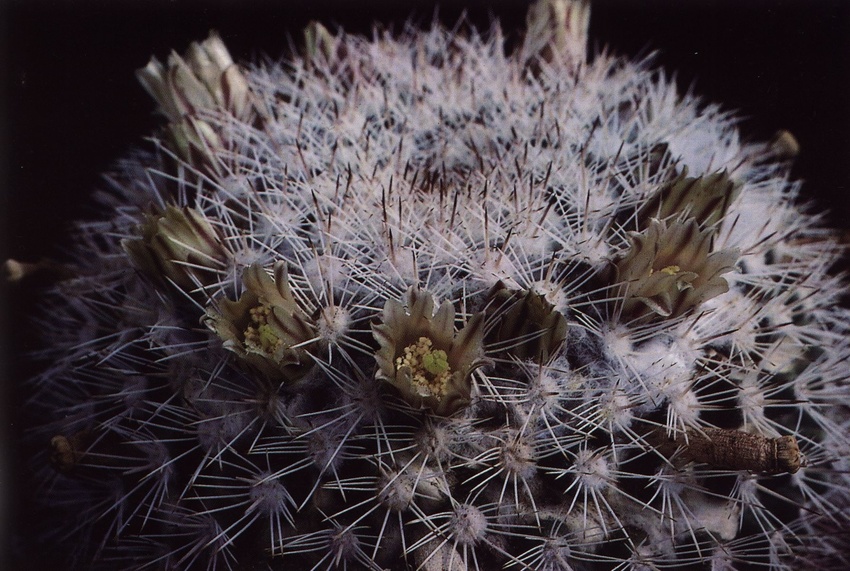 Нажмите на изображение для увеличения.

Название:	Mammillaria_evermanniana.jpg
Просмотров:	456
Размер:	220.3 Кб
ID:	470207
