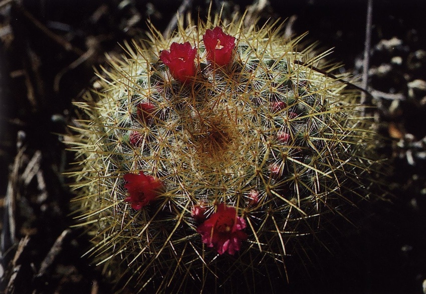 Нажмите на изображение для увеличения.

Название:	Mammillaria_flavicentra.jpg
Просмотров:	417
Размер:	242.1 Кб
ID:	470211