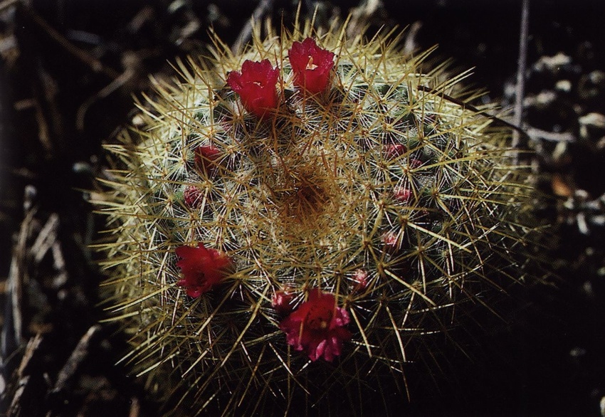 Нажмите на изображение для увеличения.

Название:	Mammillaria_flavicentra.jpg
Просмотров:	346
Размер:	242.1 Кб
ID:	470211