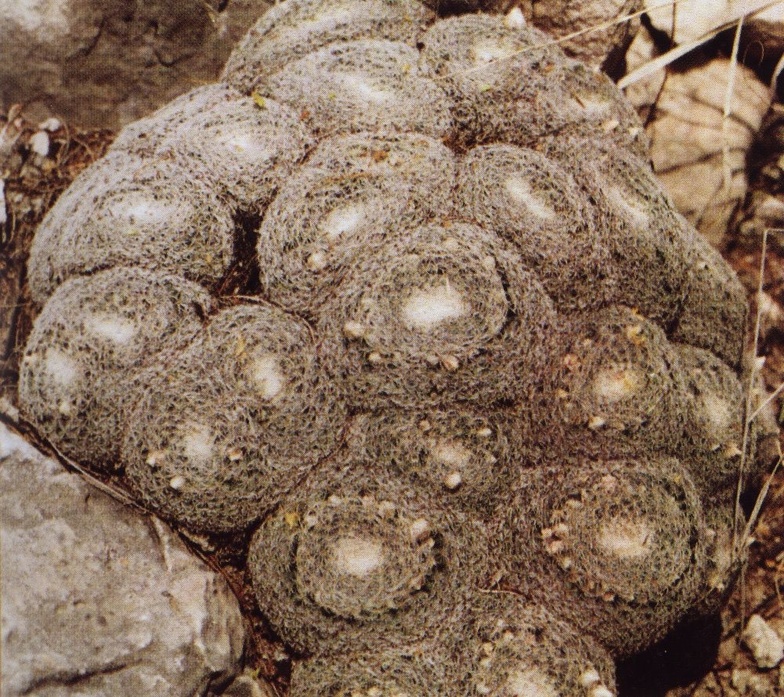 Нажмите на изображение для увеличения.

Название:	Mammillaria_formosa_s_microthele.jpg
Просмотров:	430
Размер:	321.2 Кб
ID:	470216