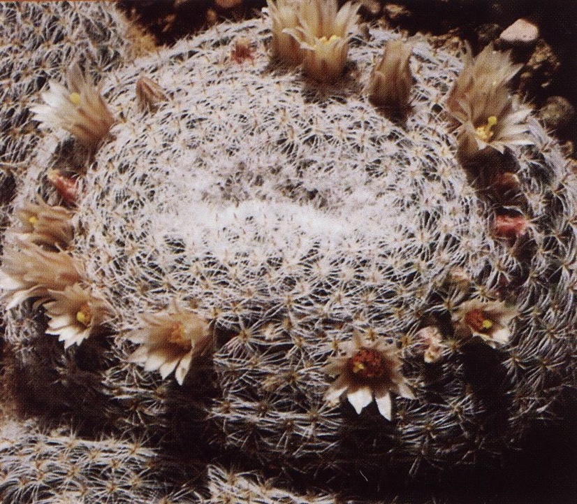 Нажмите на изображение для увеличения.

Название:	Mammillaria_formosa_s_microthele_1.jpg
Просмотров:	448
Размер:	350.6 Кб
ID:	470218