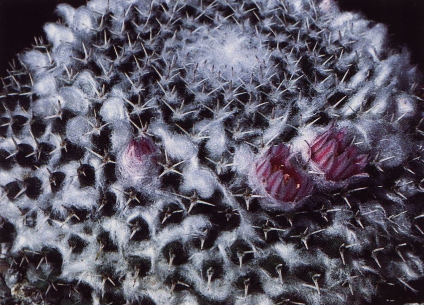 Нажмите на изображение для увеличения.

Название:	Mammillaria_formosa_s_pseudocrucigera.jpg
Просмотров:	427
Размер:	299.6 Кб
ID:	470219