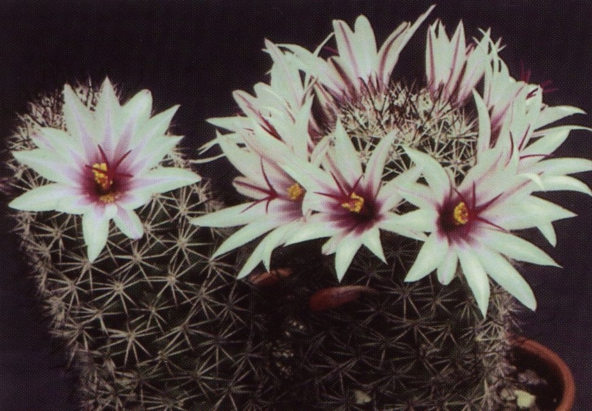Нажмите на изображение для увеличения.

Название:	Mammillaria_fraileana_1.jpg
Просмотров:	7710
Размер:	273.1 Кб
ID:	470222