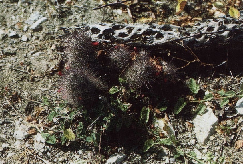 Нажмите на изображение для увеличения.

Название:	Mammillaria_fraileana.jpg
Просмотров:	396
Размер:	298.4 Кб
ID:	470224