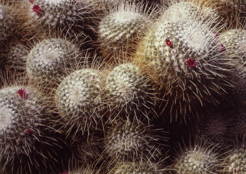 Нажмите на изображение для увеличения.

Название:	Mammillaria_geminispina_s_geminispina.jpg
Просмотров:	468
Размер:	281.6 Кб
ID:	470228