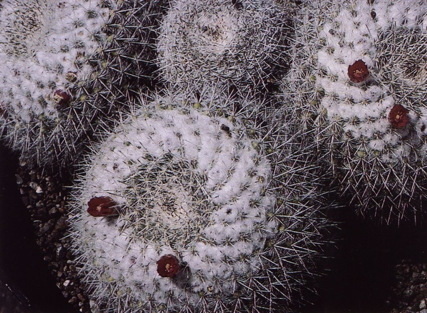 Нажмите на изображение для увеличения.

Название:	Mammillaria_geminispina_s_leucocentra.jpg
Просмотров:	500
Размер:	324.0 Кб
ID:	470230