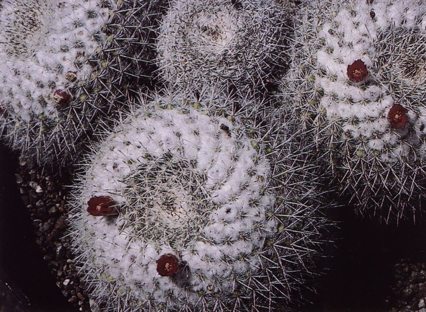 Нажмите на изображение для увеличения.

Название:	Mammillaria_geminispina_s_leucocentra.jpg
Просмотров:	414
Размер:	324.0 Кб
ID:	470230