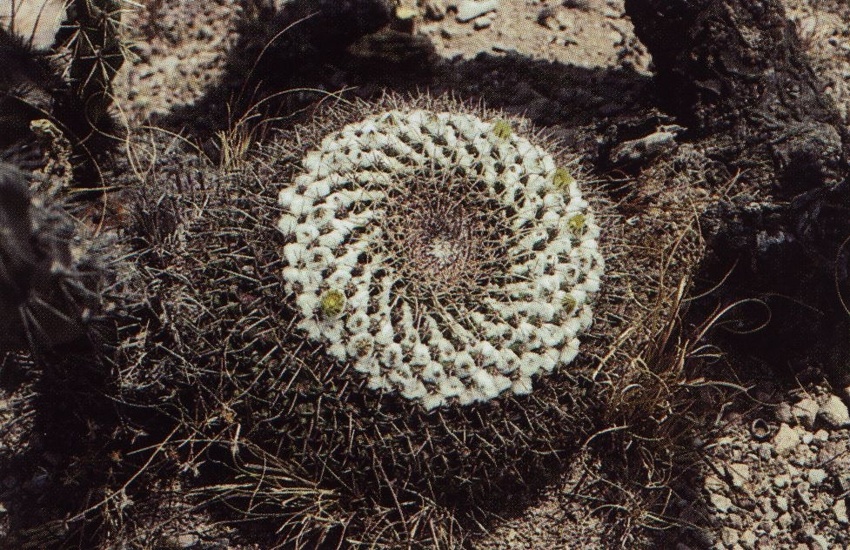 Нажмите на изображение для увеличения.

Название:	Mammillaria_gigantea.jpg
Просмотров:	502
Размер:	284.8 Кб
ID:	470232