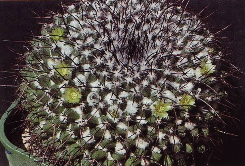 Нажмите на изображение для увеличения.

Название:	Mammillaria_gigantea_1.jpg
Просмотров:	380
Размер:	292.2 Кб
ID:	470233