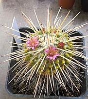 Нажмите на изображение для увеличения.

Название:	Mammillaria compressa.jpg
Просмотров:	544
Размер:	267.8 Кб
ID:	470581