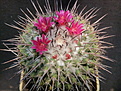 Нажмите на изображение для увеличения.

Название:	Mammillaria sp.jpg
Просмотров:	2158
Размер:	267.2 Кб
ID:	470877