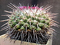 Нажмите на изображение для увеличения.

Название:	Mammillaria.jpg
Просмотров:	2181
Размер:	256.2 Кб
ID:	470878
