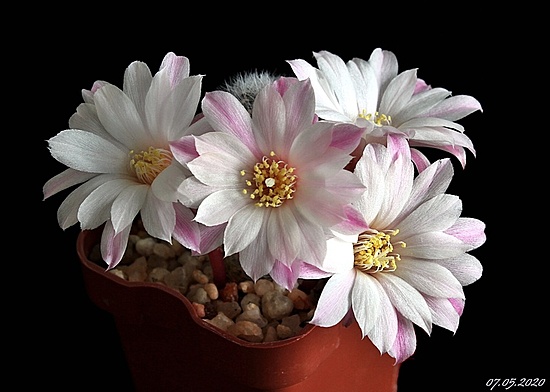 Нажмите на изображение для увеличения.

Название:	Rebutia-hyb-Emily.jpg
Просмотров:	500
Размер:	121.5 Кб
ID:	471448