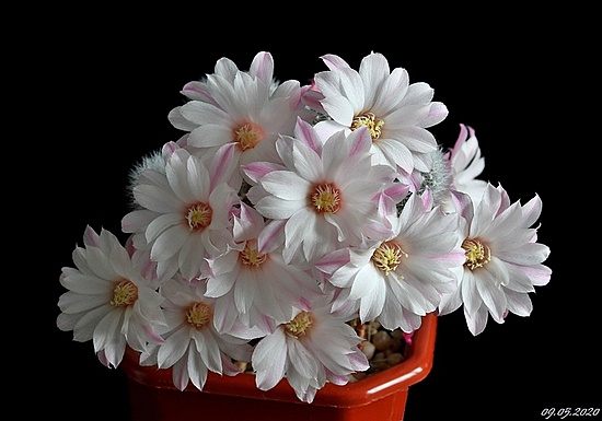 Нажмите на изображение для увеличения.

Название:	Rebutia-hyb-Emily2.jpg
Просмотров:	504
Размер:	108.9 Кб
ID:	471451