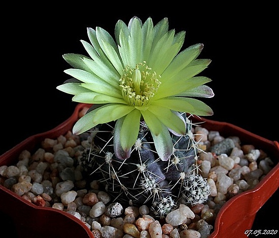 Нажмите на изображение для увеличения.  Название:	Gymnocalycium andreae var fechseri.jpg Просмотров:	0 Размер:	80.4 Кб ID:	471455