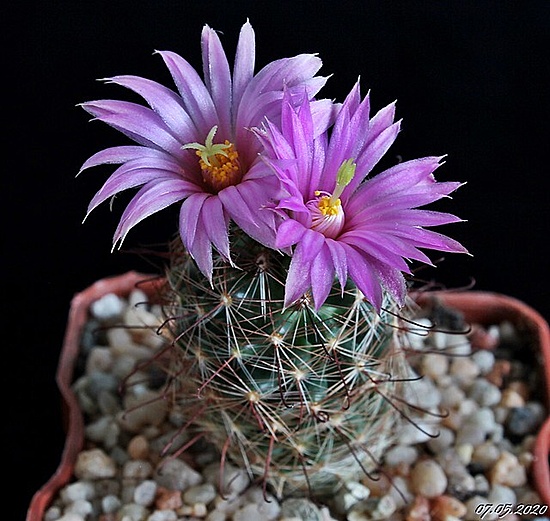 Нажмите на изображение для увеличения.  Название:	Mammillaria wilcoxsii.jpg Просмотров:	0 Размер:	94.9 Кб ID:	471456