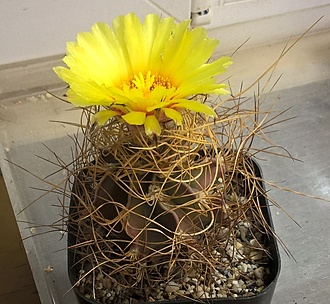 Нажмите на изображение для увеличения.  Название:	Astrophytum senile v aureum.jpg Просмотров:	100 Размер:	250.5 Кб ID:	471615