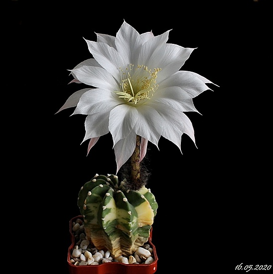 Нажмите на изображение для увеличения.   Название:	Echinopsis subdenudata.JPG  Просмотров:	0  Размер:	99.7 Кб  ID:	471765