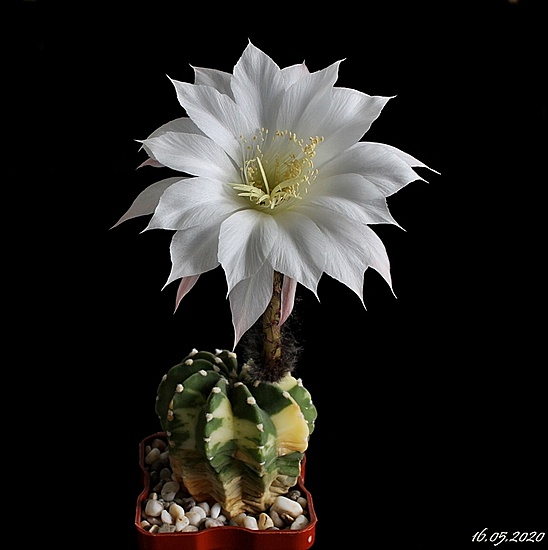 Нажмите на изображение для увеличения.   Название:	Echinopsis subdenudata.JPG  Просмотров:	0  Размер:	99.7 Кб  ID:	471765