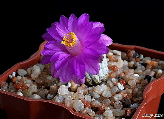 Нажмите на изображение для увеличения.

Название:	Mammillaria theresae  .....JPG
Просмотров:	441
Размер:	146.8 Кб
ID:	471987