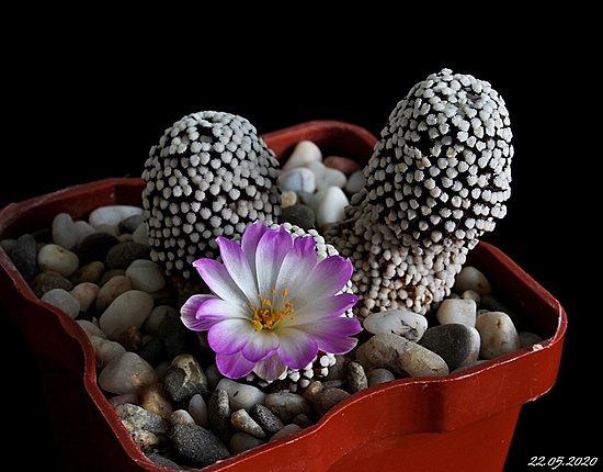 Нажмите на изображение для увеличения.

Название:	Mammillaria luethyi..JPG
Просмотров:	436
Размер:	148.9 Кб
ID:	471986