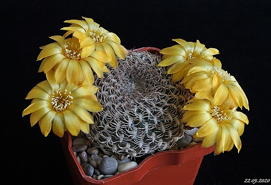 Нажмите на изображение для увеличения.

Название:	Sulcorebutia arenacea. .JPG
Просмотров:	428
Размер:	172.4 Кб
ID:	471985