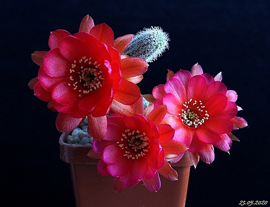 Нажмите на изображение для увеличения.

Название:	Chamaecereus 'Antonella' x 'Violet'..JPG
Просмотров:	544
Размер:	143.7 Кб
ID:	472080