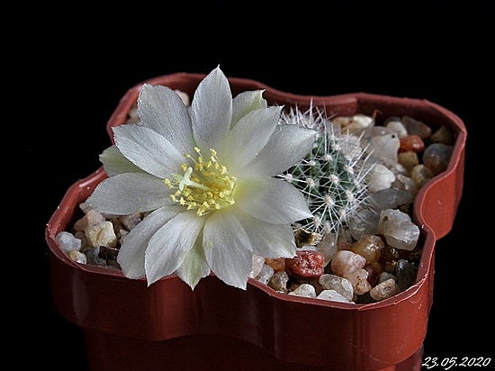 Нажмите на изображение для увеличения.

Название:	Rebutia senilis cv. Rose of York.JPG
Просмотров:	552
Размер:	116.0 Кб
ID:	472078