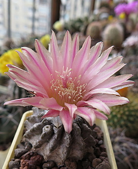 Нажмите на изображение для увеличения.

Название:	Pyrrhocactus.jpg
Просмотров:	612
Размер:	185.2 Кб
ID:	472213