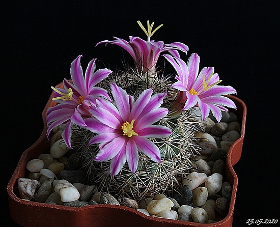 Нажмите на изображение для увеличения.

Название:	Mammillaria blossfeldiana...JPG
Просмотров:	419
Размер:	206.8 Кб
ID:	472329